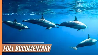 Noronha Spinners: Dancing Dolphins | Full Documentary