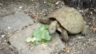 My turtle and my wabbits eating salad :D