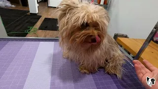 TERRIFIED Yorkie MIX TRANSFORMATION