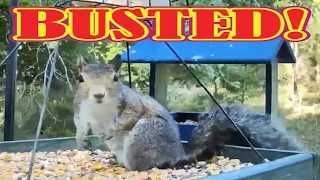 SQUIRREL Feasts on Bird Food on Wildlife Live TV Bird Feeder LIVE CAM! Climbed Shepherds hook easily