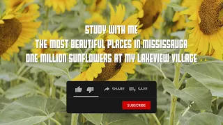 1.5-Hour Blooming Productivity: Study With Me Among One Million Sunflowers | Lakeview Village