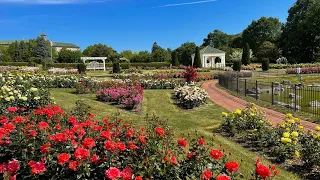 Hershey Gardens welcomes the public to see 3,000 roses in full bloom!