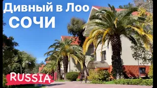 Дивный в Лоо / Sochi Russia 02.04.2023 / 4k