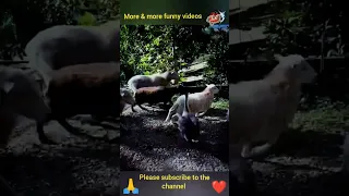 try not to laugh .dog. goat. Crazy geese and cow . funniest animal