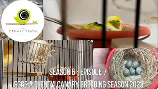 The Canary Room Season 6 Episode 7 - 2023 Canary Breeding Season in full swing