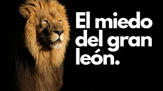El miedo del gran león.