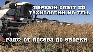 Рапс по технологии No-till впервые. От посева до уборки