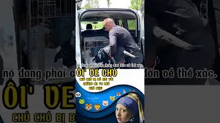 Chú chó bị bỏ rơi và những cn ve chó🤦