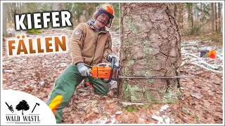 BAUM FÄLLEN so lernst du es im MOTORSÄGENKURS