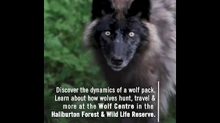 Howl With the Wolves in Haliburton Forest