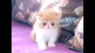 The toy soldier scares the cute Kitten