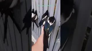 сороки застряли в заборе//magpies are stuck in the fence