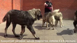Питомник Кавказских овчарок продает щенков www.r-risk.ru +79262205603 Татьяна