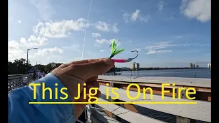Fishing with a JIG! From this Tampa Florida PIER