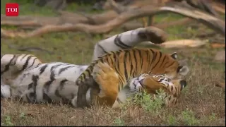 Marathi version of Tiger Anthem