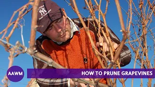 How to Prune Grapevines: Cordon de Royat