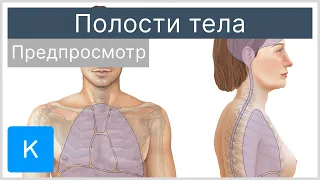 Полости тела (предпросмотр) - Анатомия человека | Kenhub