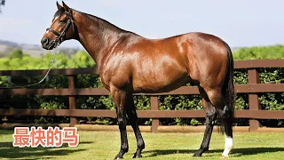 The fastest horse in the world: Thoroughbreds