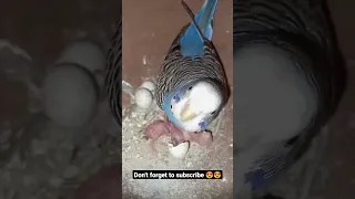 budgie Female feeding baby #budgies #shorts