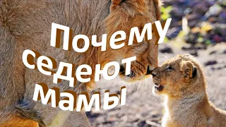 Почему седеют мамы - Христианские песни - 236