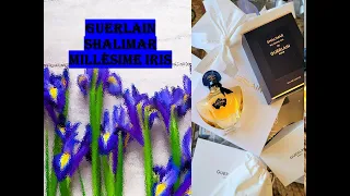 Новинка 2023 от Guerlain - фланкер Shalimar Millesime Iris - легкое облако, которое понравится всем