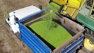 Как убирают зеленый горошек