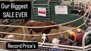 Sold record amount of cows, Rich #farming #farm #tractors #lambs #ireland #heifers #sheep #dogs