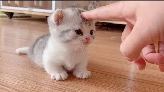 Cute Pet Zone | Cute Zone | Cats Zone | OMG So Cute ❤ Cute Cats Videos #cute