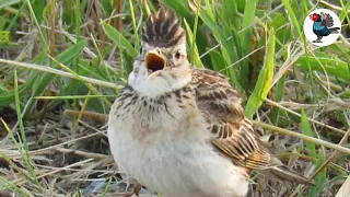 Skylark Singing on the Ground 🎶