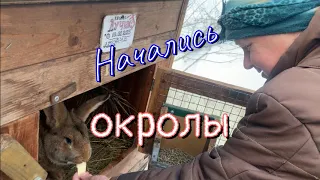 Начались окролы, осмотр гнезда, кормление кроликов