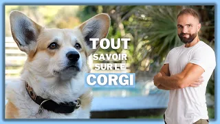 Race de chien Corgi !