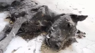 Чернобыльская мумия пса.