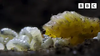 Carnivorous UNDERCOVER caterpillar 🐛😎 | Wild Isles - BBC