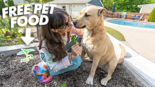 Planting A Vegetable Garden For My Pets | DIY Vlog 🍅🥬🥕🫑