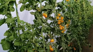 Обзор томатов Yuksel в летне - осеннем обороте. АНОМАЛЬНЫЙ СЕЗОН 2021