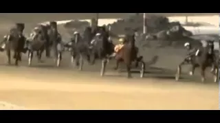 Horse Race Sex