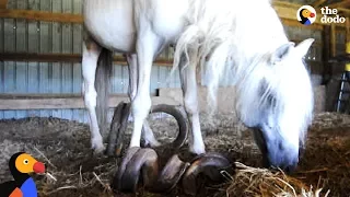 Horse With Overgrown Hooves Rescued From Barn | The Dodo