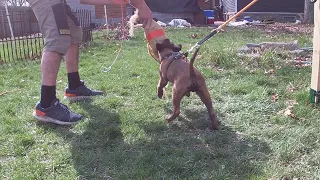 Belgian Malinois Puppy 8 weeks old Imprinting Work.