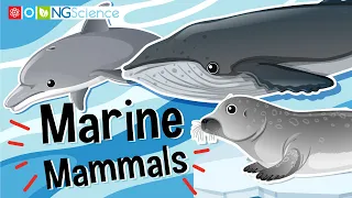 Marine Mammals