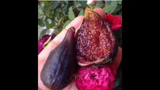 France. Figs. Инжир итальянские сорта. Аклиматизация .Об осе-бластофаге.