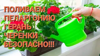 Безопасный полив пеларгоний черенков и взрослых растений!