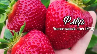 Наш фаворит - Флёр! Сорт (разовый, летний). Ставрополь.