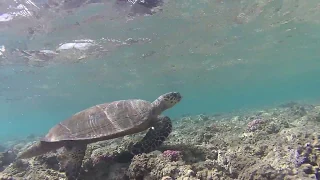 Snorkelling Red Sea - Marsa Alam (Abu dabbab, Equinox)