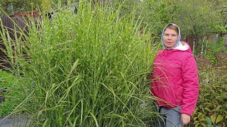 Мискантус Зебринус (MISCANTHUS ZEBRINUS) рекомендую всем для посадки у себя в саду.