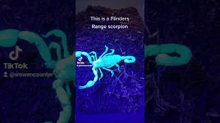 Scorpion glowing under ultraviolet light. like and subscribe for more #wowencounters #funfacts