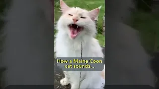 Are Maine Coon meows different to ordinary cat meows?