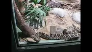 Гиперактивная змея в Пражском зоопарке (9268)