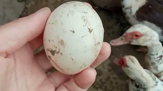 Сколько дней утка рвёт пух перед насиживанием яиц?/Сколько подложить яиц под утку?