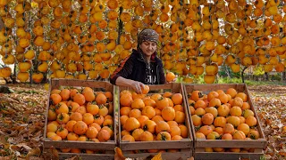 Harvesting and drying red Persimmon in Caucasian Village - 1-Hour  Best Recipes