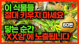 [충격! 암 유발 식물🪴] 머리털나고 처음 알게된 사실2 : 이 식물 절대 조심! ⚠️이것 모르면 정말 큰일납니다ㅣ"증명된 사실"을 가족과 지인에게 꼭 공유해주세요ㅣ#독성식물